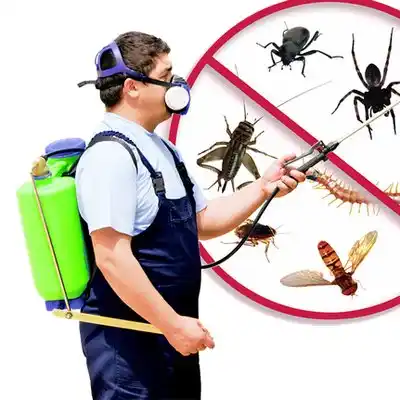 pest control Raynham Center